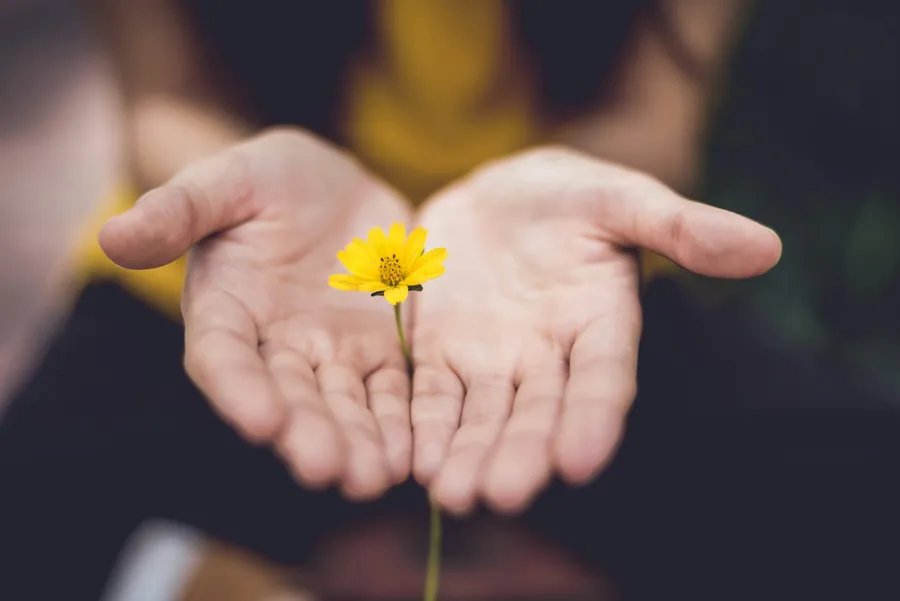 Two open hands cupped gently around a single yellow flower